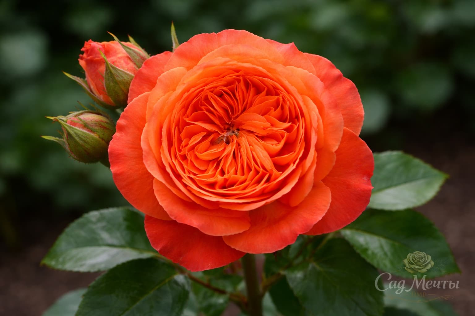 Рене Гассини