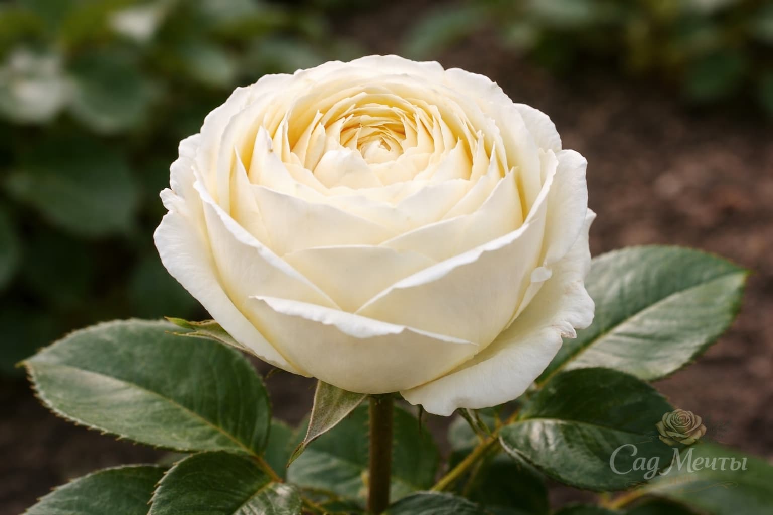 Веддинг Пиано