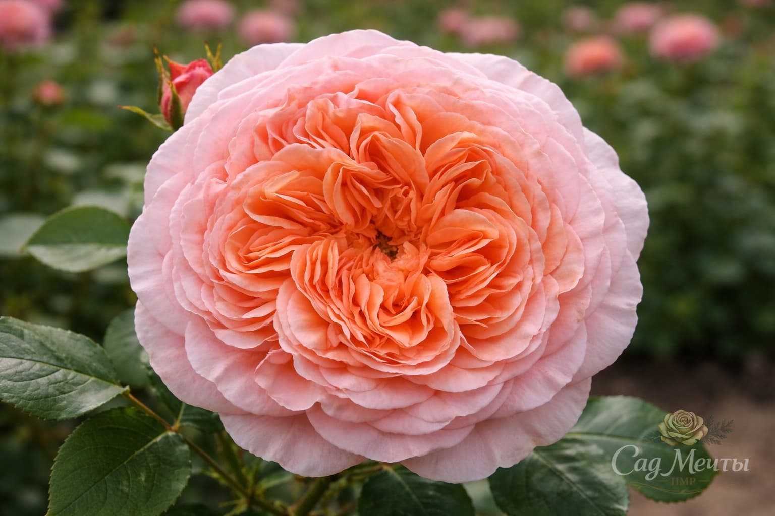 Роза Абрахам дерби — саженец купить Тирасполь ПМР