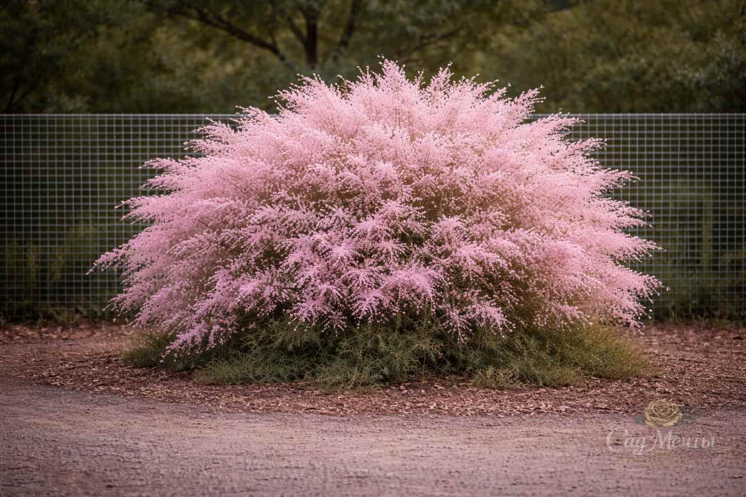 Тамарикс четырёхтычинковый