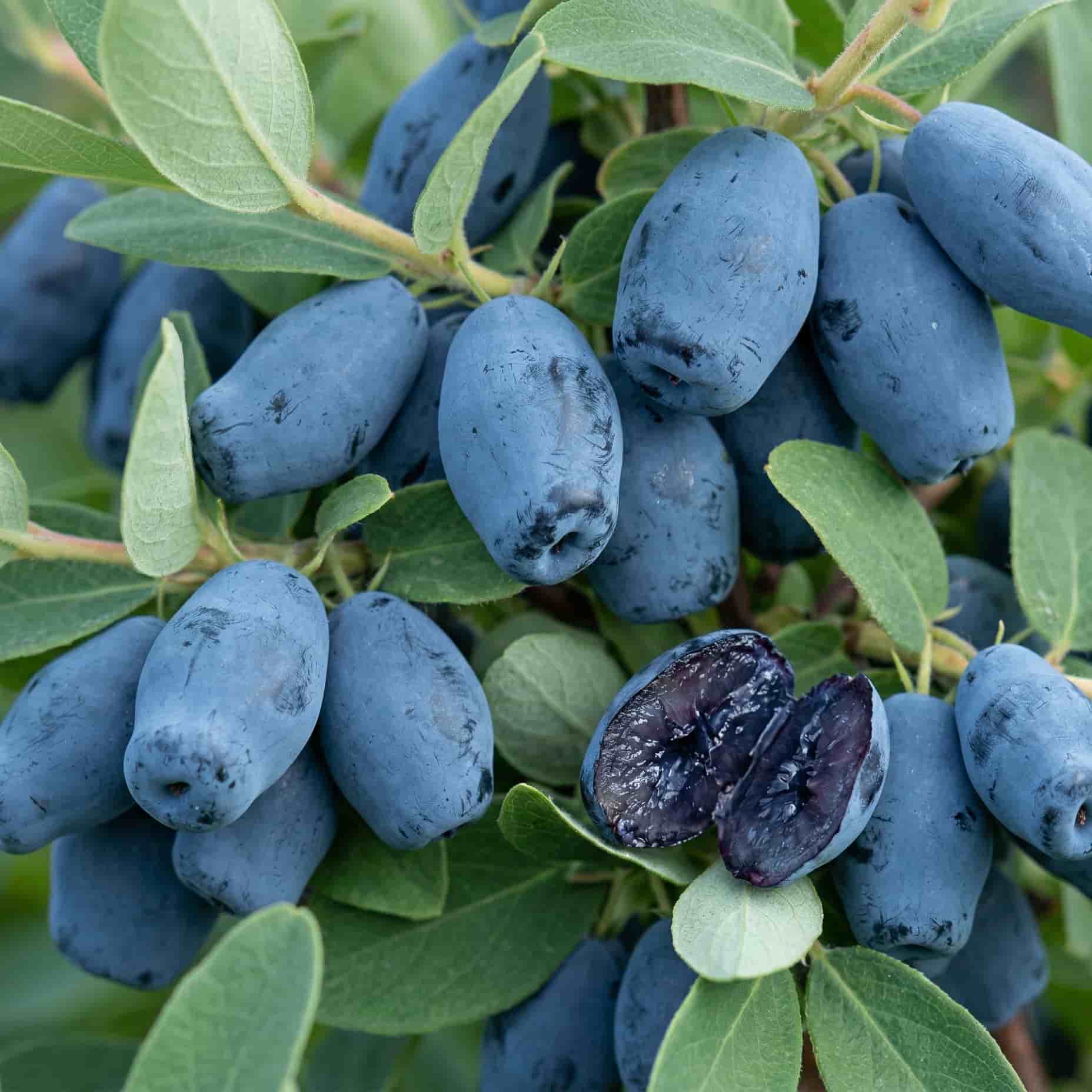 Жимолость Съедобная Аврора