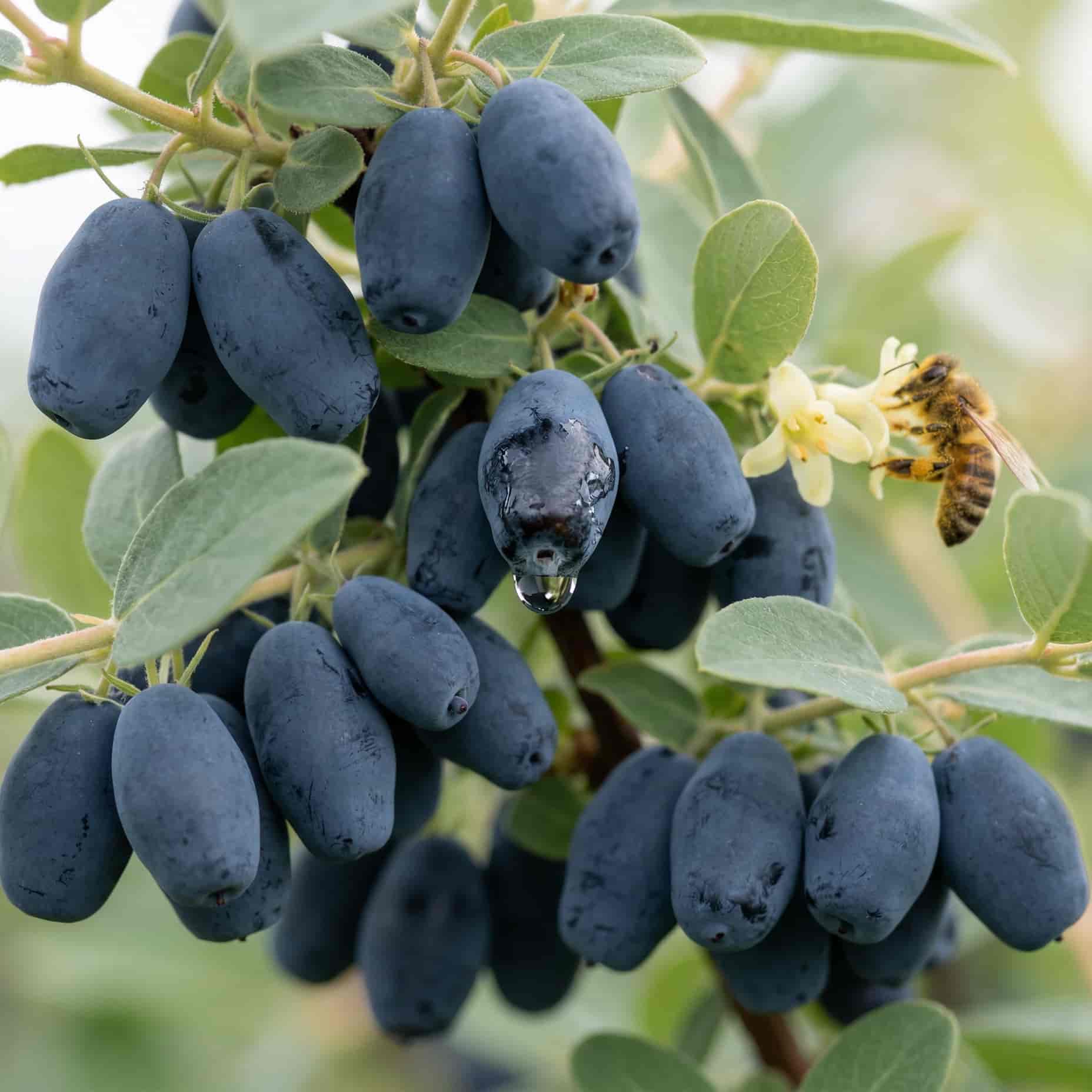 Жимолость Съедобная Хоней Би