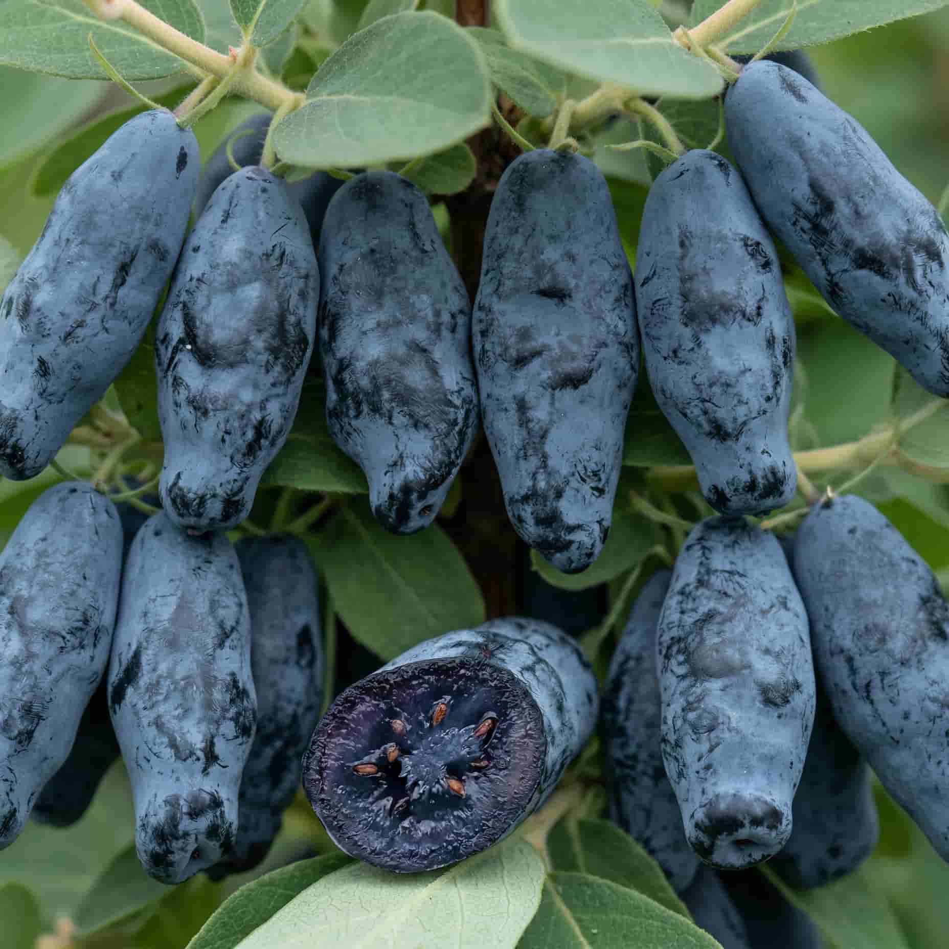 Жимолость Съедобная Нимфа