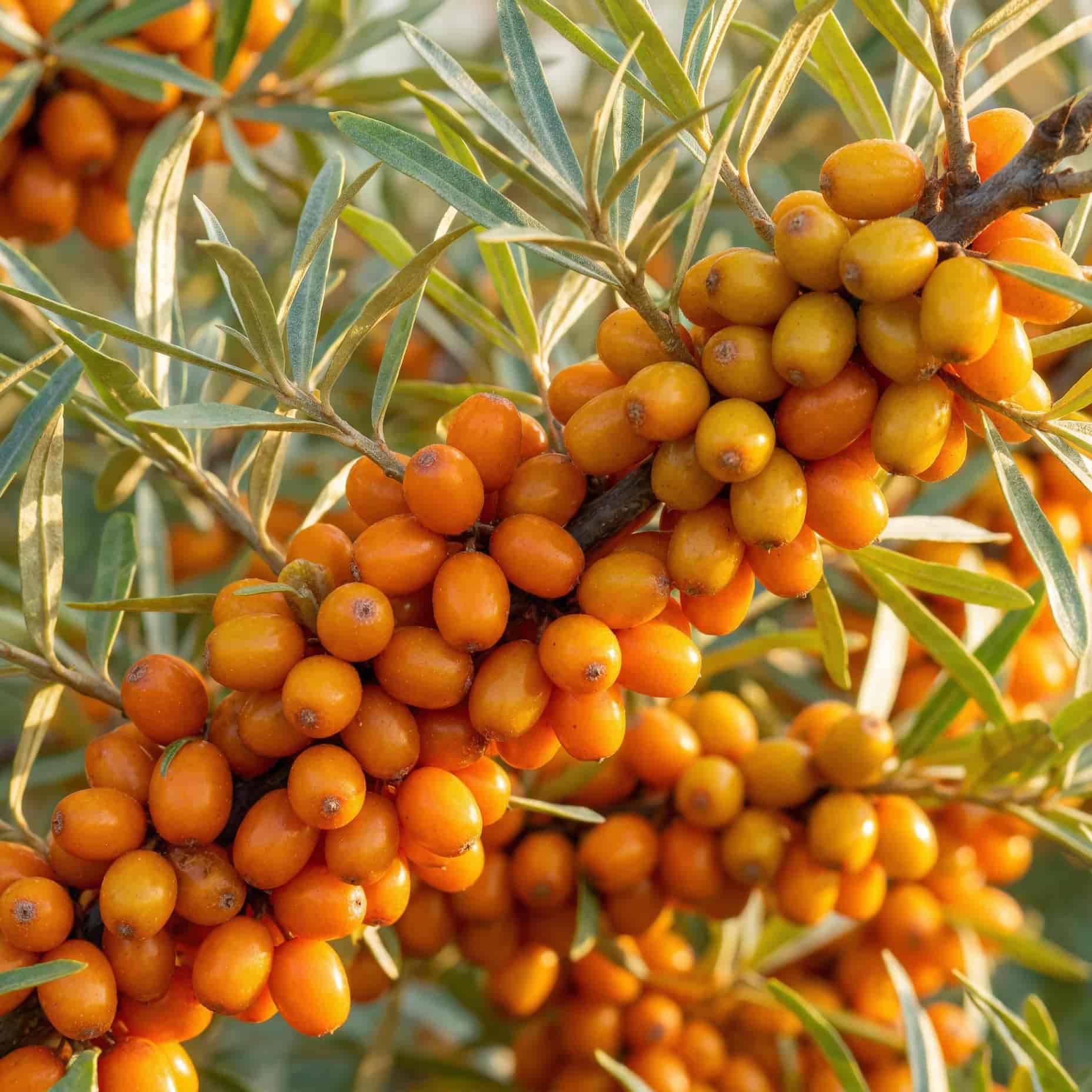 Облепиха Эссель