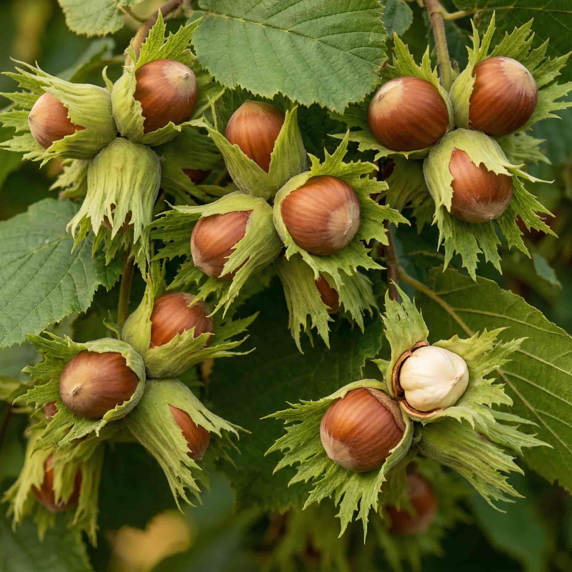 Фундук Трапензун