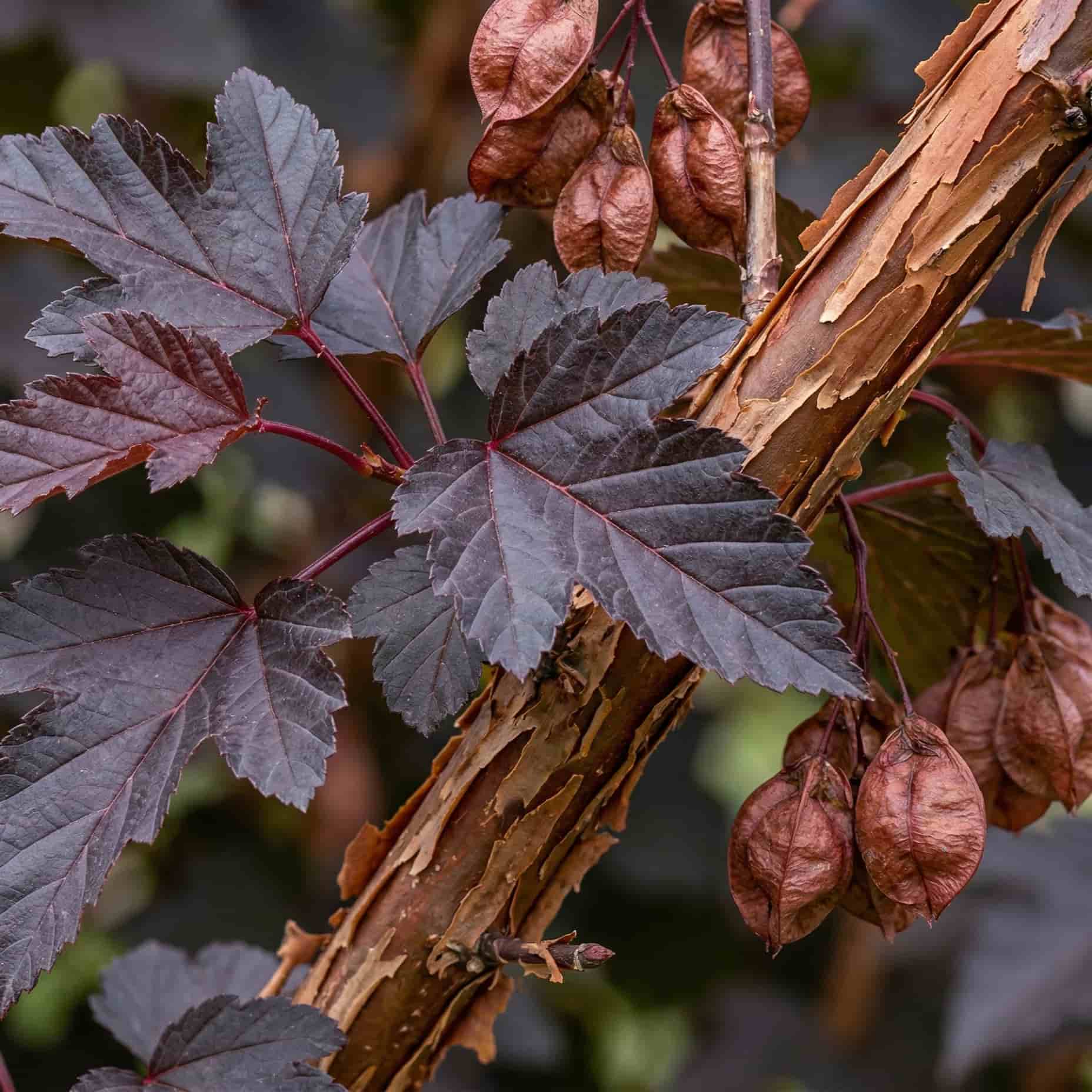 Пузыреплодник Краснолистный