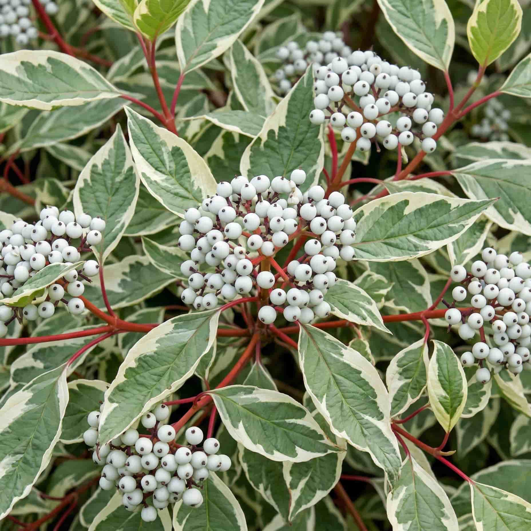 Дёрен Пёстролистный