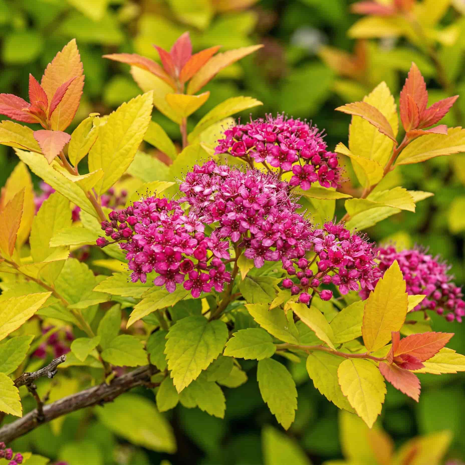 Спирея Принцесс Голд