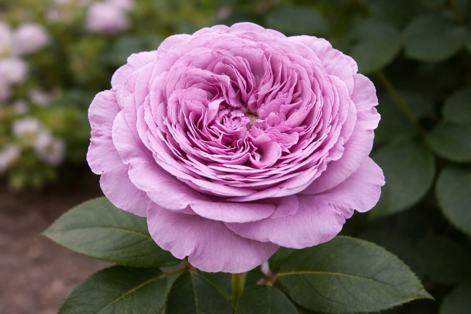 Блю Скай Фри