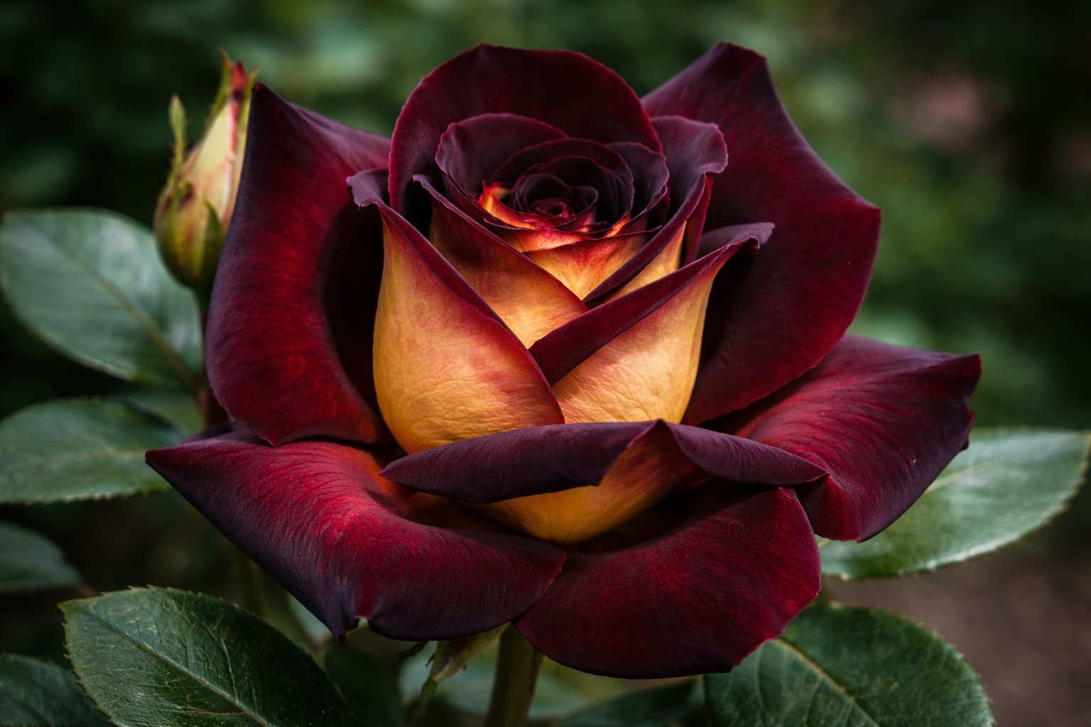 Эди Митчелл