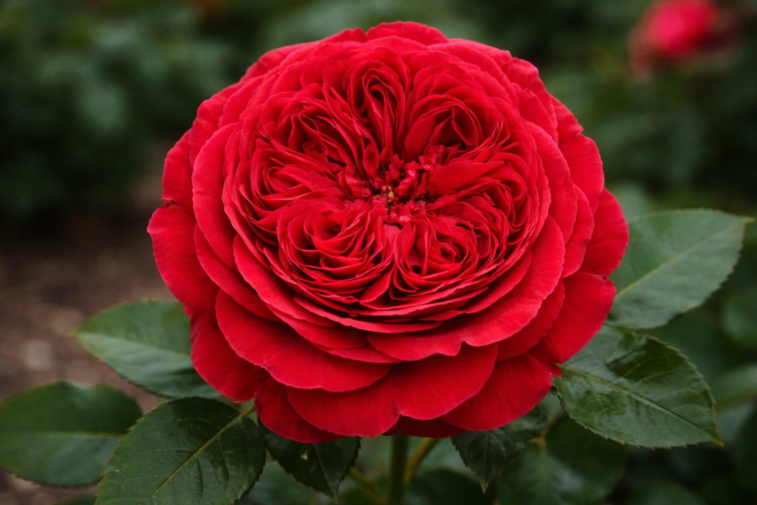 Ред Леонардо Да Винчи