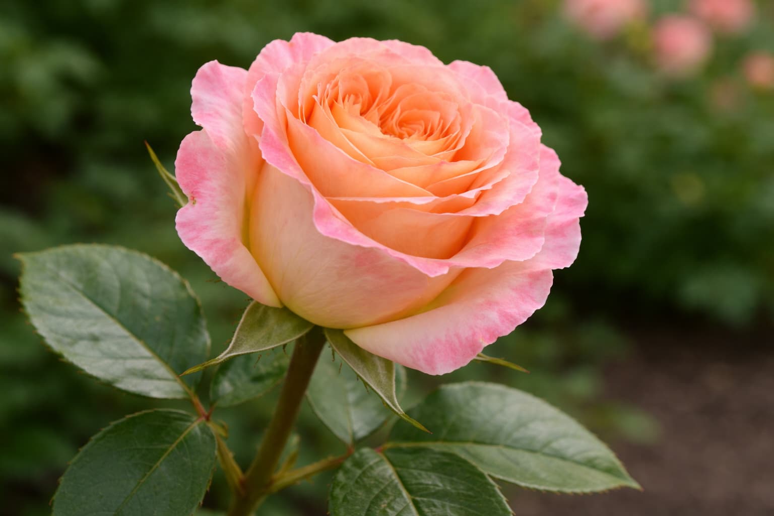 Август Луиза