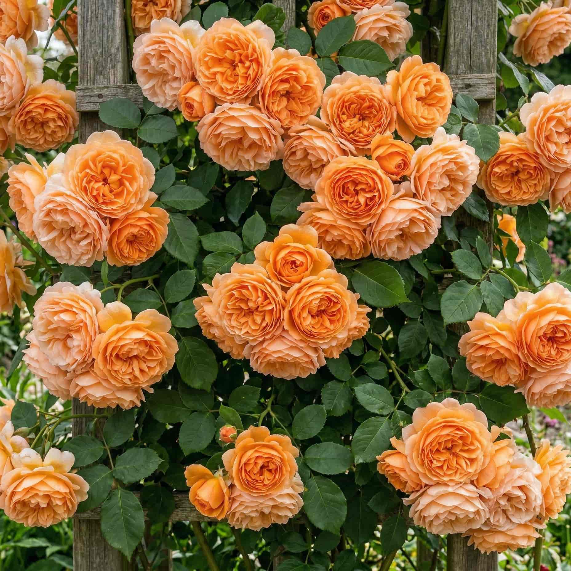 Вьющаяся Полька